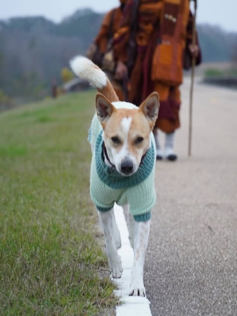 পথকুকুরদের নিয়ে সুপ্রিম কোর্টের মন্তব্য থেকে কুকুরদের ইঞ্জেকশন দিয়ে নির্বিচারে মেরে ফেলা কিংবা তাদের মারধরের ঘটনা কিন্তু নতুন নয়। তবে এই অলোকা নামের পথকুকুরকে নিয়ে গত বেশ কয়েকদিন ধরে সোশ্যাল মিডিয়া উত্তাল। কলকাতা থেকে আমেরিকায় পাড়ি দিয়েছে এই পথকুকুর, শান্তির বার্তা ছড়িয়ে দিতে। পথকুকুরদের নিয়ে সুপ্রিম কোর্টের মন্তব্য থেকে কুকুরদের ইঞ্জেকশন দিয়ে নির্বিচারে মেরে ফেলা কিংবা তাদের মারধরের ঘটনা কিন্তু নতুন নয়। তবে এই অলোকা নামের পথকুকুরকে নিয়ে গত বেশ কয়েকদিন ধরে সোশ্যাল মিডিয়া উত্তাল। কলকাতা থেকে আমেরিকায় পাড়ি দিয়েছে এই পথকুকুর, শান্তির বার্তা ছড়িয়ে দিতে।