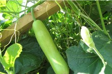 Bottle Gourd Side Effect: লাউ উপকারী, কিন্তু সবার জন্য নয়, কারা লাউ খেলে অসুস্থ হয়ে পড়তে পারেন, পরের বার কেনার আগে জেনে নিন