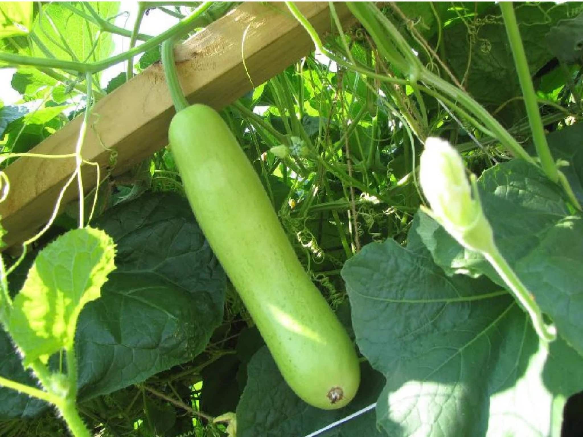 লাউ উপকারী, কিন্তু সবার জন্য নয়, কারা লাউ খেলে অসুস্থ হতে পারেন,পরের বার কেনার আগে জানুন