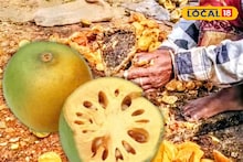 Bael Fruit Business: ফল নয় যেন ‘সোনা’! বাঁকুড়ার বেলের দিওয়ানা কলকাতা, লুফে নিচ্ছেন ব্যবসায়ীরা, ব্যাপক লক্ষ্মীলাভের মুখ দেখছেন জঙ্গলমহলবাসীরা