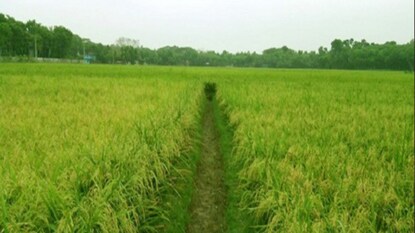 ফাইল ছবি ফাইল ছবি