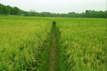 West Bengal News: পিংলায় ধান চাষের জল জমি থেকে উদ্ধার মৃতদেহ, চাঞ্চল্য এলাকায়! তদন্তে পুলিশ