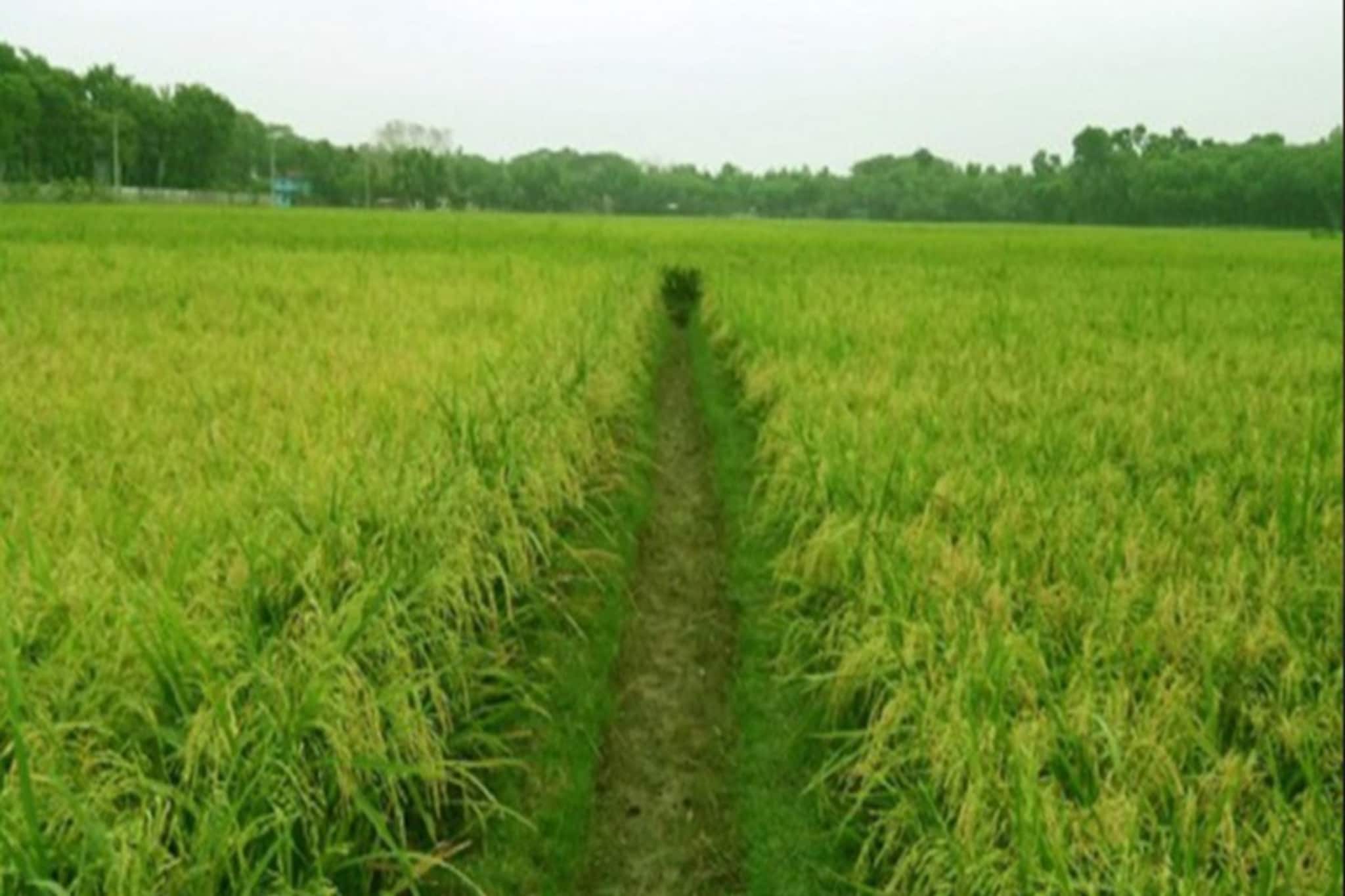 পিংলায় ধান চাষের জল জমি থেকে উদ্ধার মৃতদেহ, চাঞ্চল্য এলাকায়! তদন্তে পুলিশ