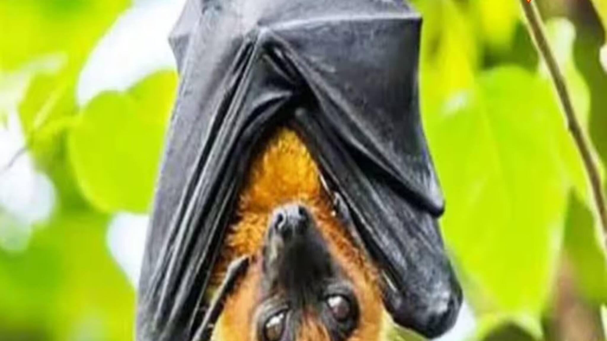 বাদুড়ের দেহে ভয়ঙ্কর 'নিপা'...! আলিপুরের তিন-তিনটি বাদুড়ের রক্ত পরীক্ষার পর মিলল প্রমাণ 