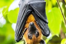 বাদুড়ের দেহে ভয়ঙ্কর 'নিপা'...! আলিপুরের তিন-তিনটি বাদুড়ের রক্ত পরীক্ষার পর মিলল প্রমাণ