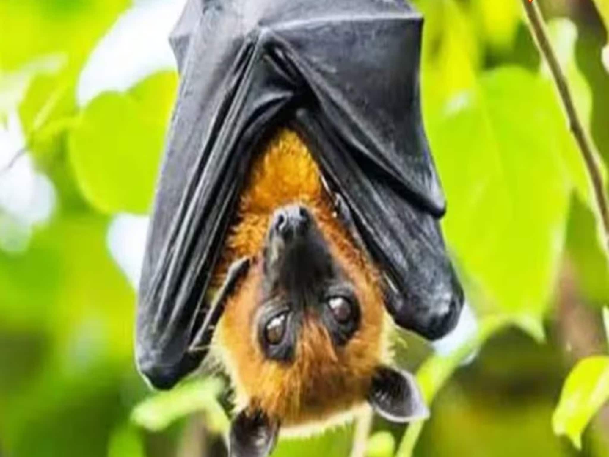 বাদুড়ের দেহে ভয়ঙ্কর 'নিপা'...! আলিপুরের তিন-তিনটি বাদুড়ের রক্ত পরীক্ষার পর মিলল প্রমাণ বাদুড়ের দেহে ভয়ঙ্কর 'নিপা'...! আলিপুরের তিন-তিনটি বাদুড়ের রক্ত পরীক্ষার পর মিলল প্রমাণ