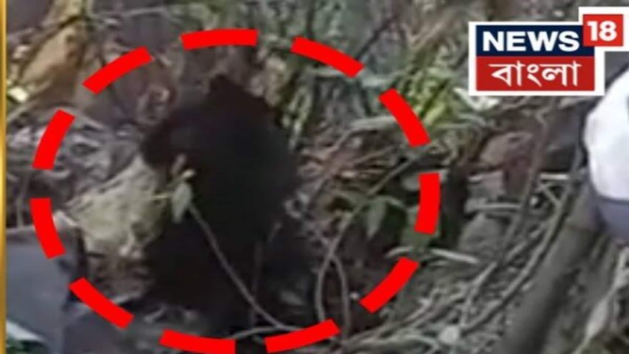 হঠাৎ স্কুল চত্বরে ওটা কী...? জলপাইগুড়িতে চাঞ্চল্য, দেখতেই চক্ষুচড়কগাছ বনকর্মীদের, দেখুন ভিডিও