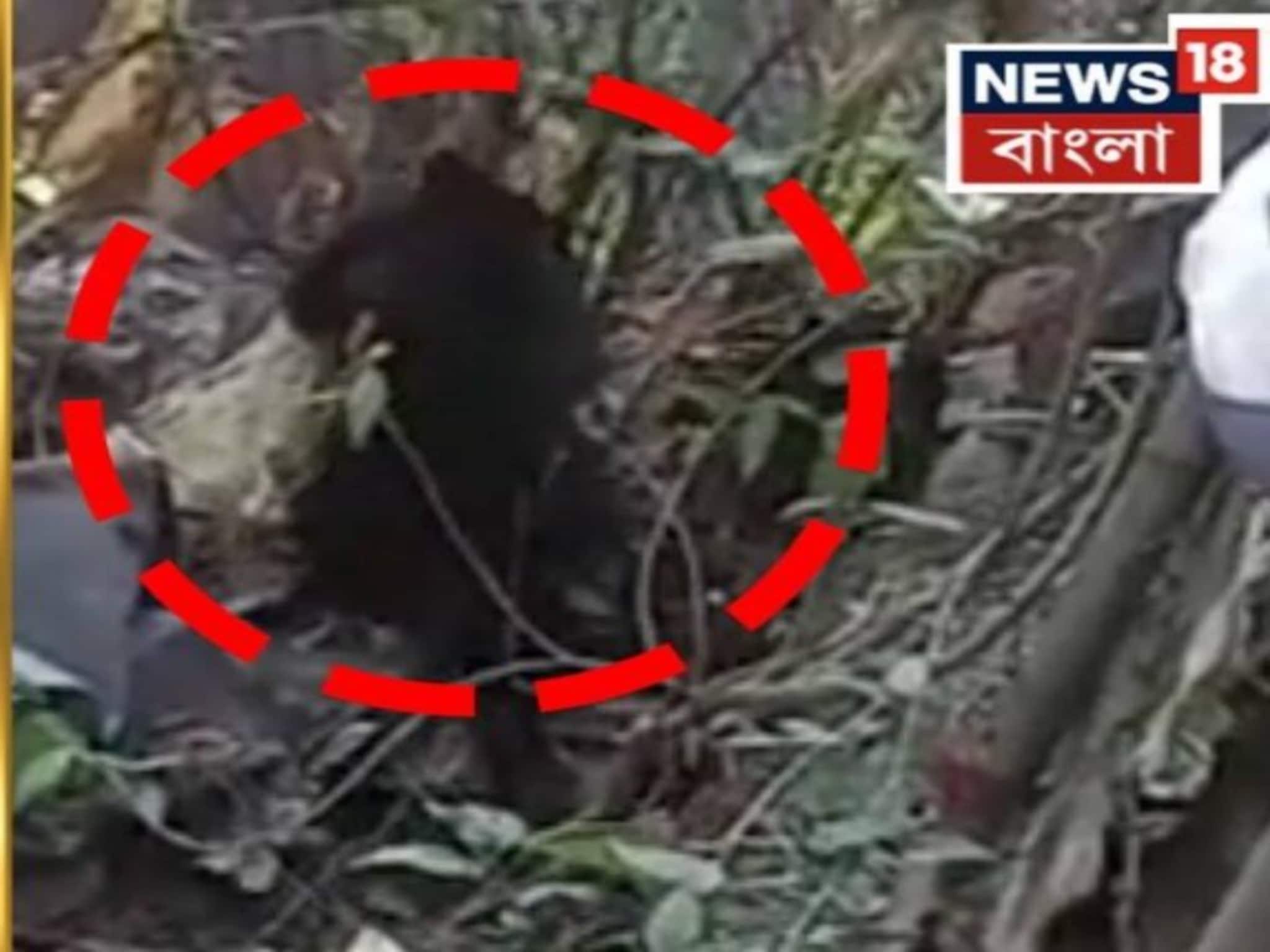 হঠাৎ স্কুল চত্বরে ওটা কী...? জলপাইগুড়িতে চাঞ্চল্য, দেখতেই চক্ষুচড়কগাছ বনকর্মীদের, দেখুন... হঠাৎ স্কুল চত্বরে ওটা কী...? জলপাইগুড়িতে চাঞ্চল্য, দেখতেই চক্ষুচড়কগাছ বনকর্মীদের, দেখুন...