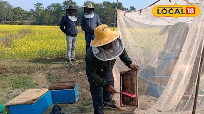 মৌমাছি পালন