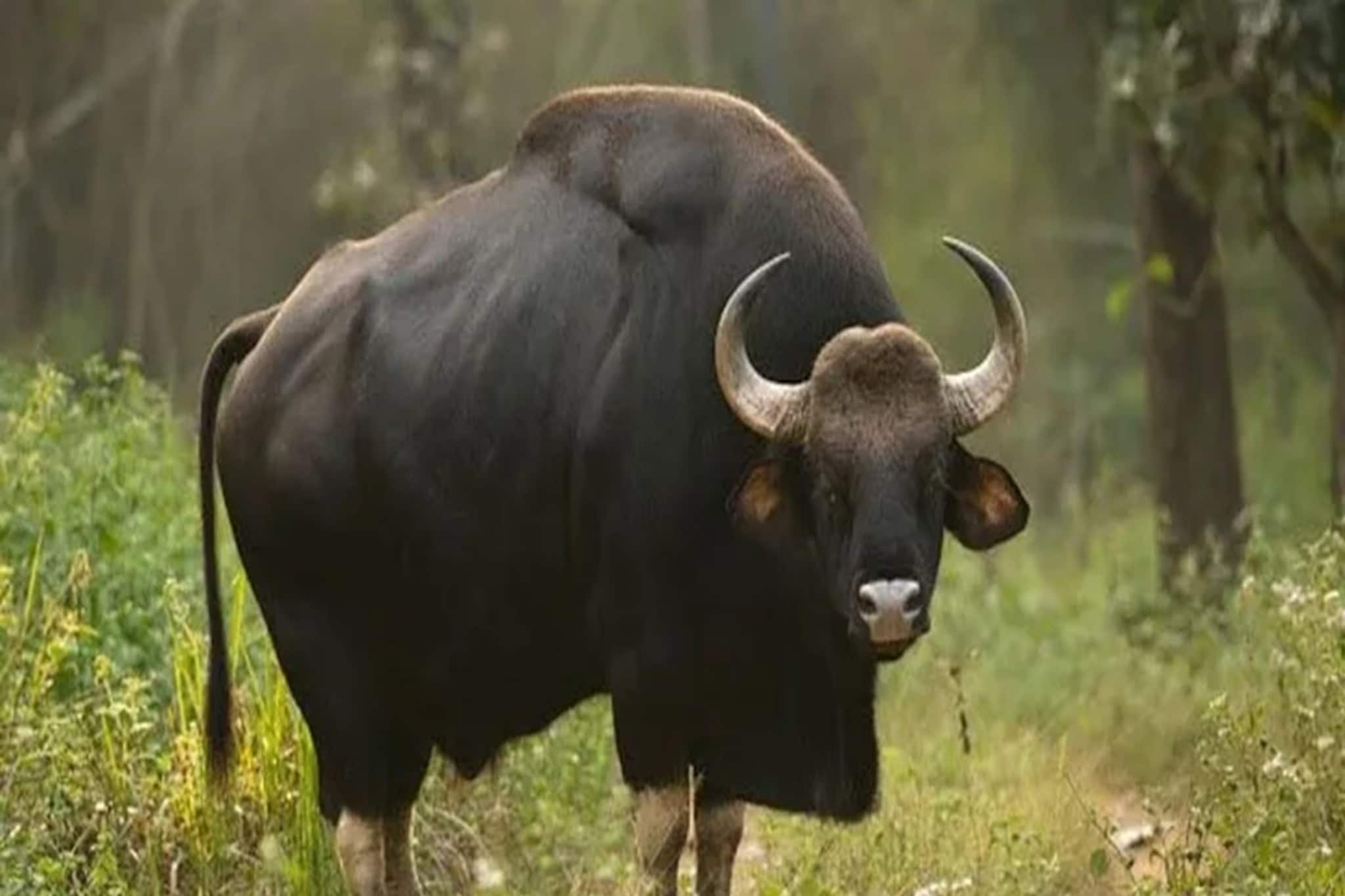 হঠাৎ রাজ্য সড়কে ব্যাপক হানা বাইসনের! গুরুতর আহত দুই সাইকেল আরোহী হঠাৎ রাজ্য সড়কে ব্যাপক হানা বাইসনের! গুরুতর আহত দুই সাইকেল আরোহী
