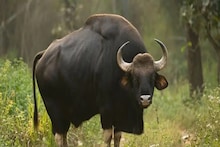 West Bengal News: হঠাৎ রাজ্য সড়কে ব্যাপক হানা বাইসনের! গুরুতর আহত দুই সাইকেল আরোহী