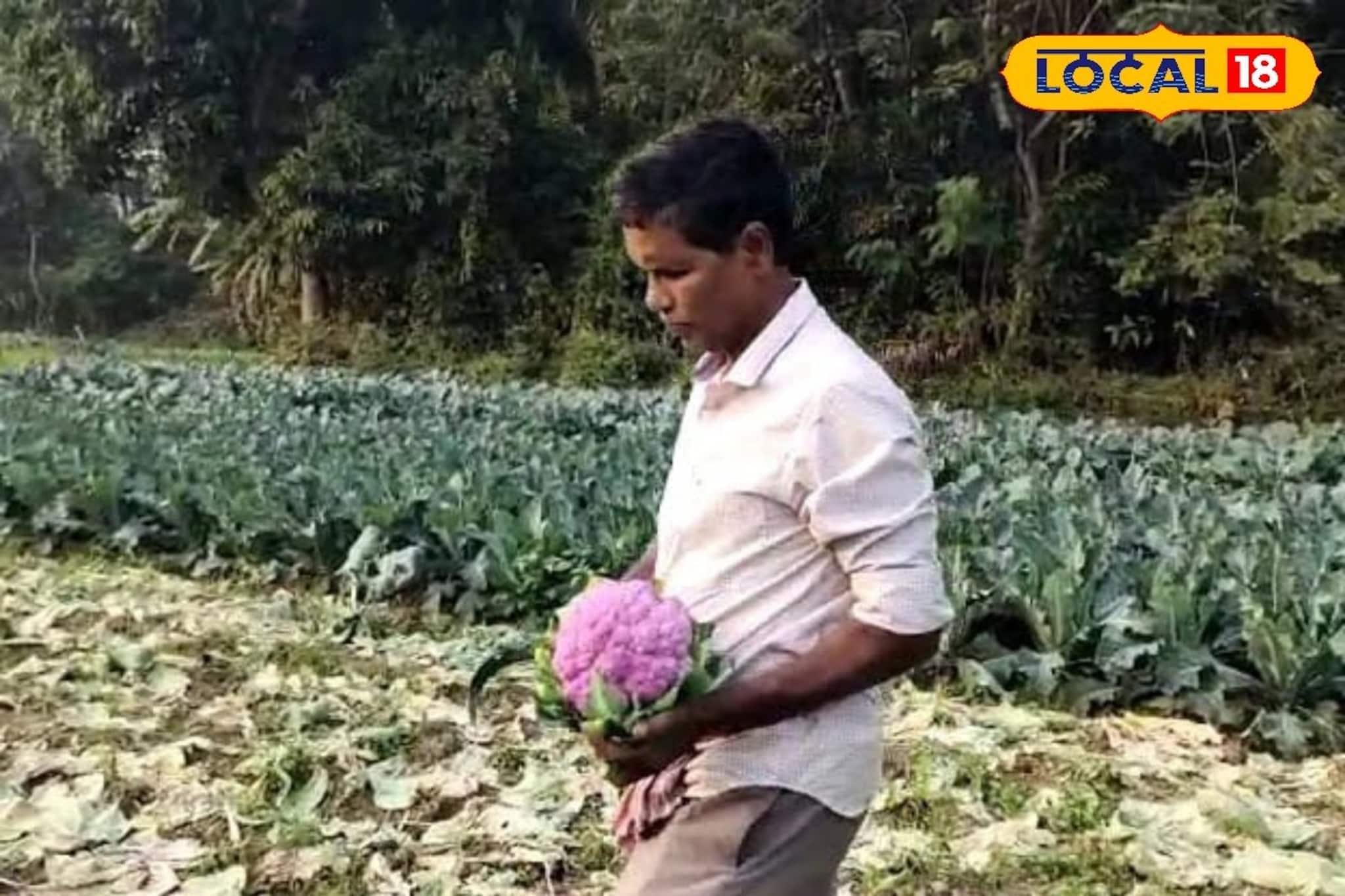 চাষিদের 'আইকন', তাঁর হাতেই কোলাঘাটে রঙবেরঙের ফুলকপি চাষে এসেছিল নতুন দিগন্ত! জানুন পরিচয় চাষিদের 'আইকন', তাঁর হাতেই কোলাঘাটে রঙবেরঙের ফুলকপি চাষে এসেছিল নতুন দিগন্ত! জানুন পরিচয়