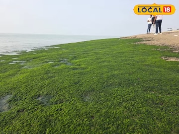 দিঘার সমুদ্রতটে ওগুলো কী...? যেন সবুজ কার্পেটে ঢেকেছে স্নানঘাট, 'ফাঁদে' পড়ছেন পর্যটকরা! দিঘার সমুদ্রতটে ওগুলো কী...? যেন সবুজ কার্পেটে ঢেকেছে স্নানঘাট, 'ফাঁদে' পড়ছেন পর্যটকরা!