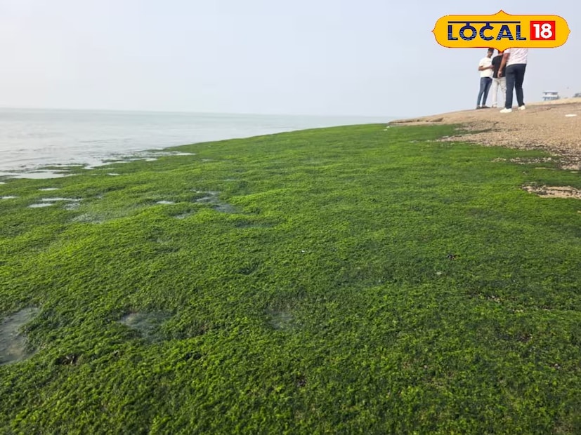 দিঘা, মদন মাইতি: এক ঝলক দেখলে মনে হবে দিঘার সমুদ্রতটে যেন সবুজ কার্পেট পাতা রয়েছে। দূর থেকে দৃশ্যটি অনেকটাই মনোরম। কিন্তু বাস্তবে সেই সবুজ আস্তরণ কোনও কার্পেট নয়। এটি অত্যন্ত বিপজ্জনক শ্যাওলা। দিঘা, মদন মাইতি: এক ঝলক দেখলে মনে হবে দিঘার সমুদ্রতটে যেন সবুজ কার্পেট পাতা রয়েছে। দূর থেকে দৃশ্যটি অনেকটাই মনোরম। কিন্তু বাস্তবে সেই সবুজ আস্তরণ কোনও কার্পেট নয়। এটি অত্যন্ত বিপজ্জনক শ্যাওলা।