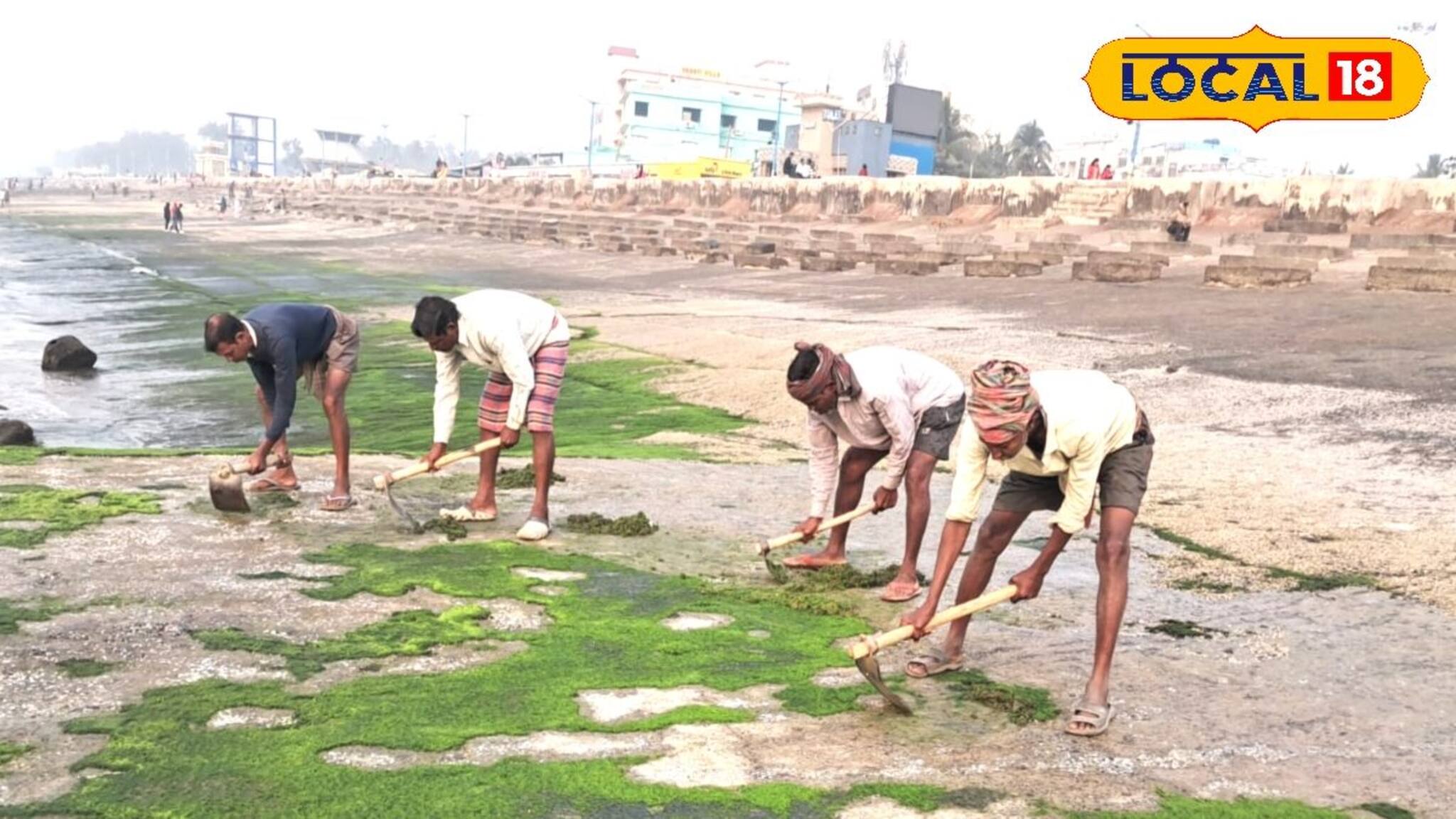 লোকাল-১৮-এর খবরের জের! শ্যাওলার সমস্যায় আর পড়তে হবে না পর্যটকদের, পরিষ্কারে নামল ডিএসডিএ