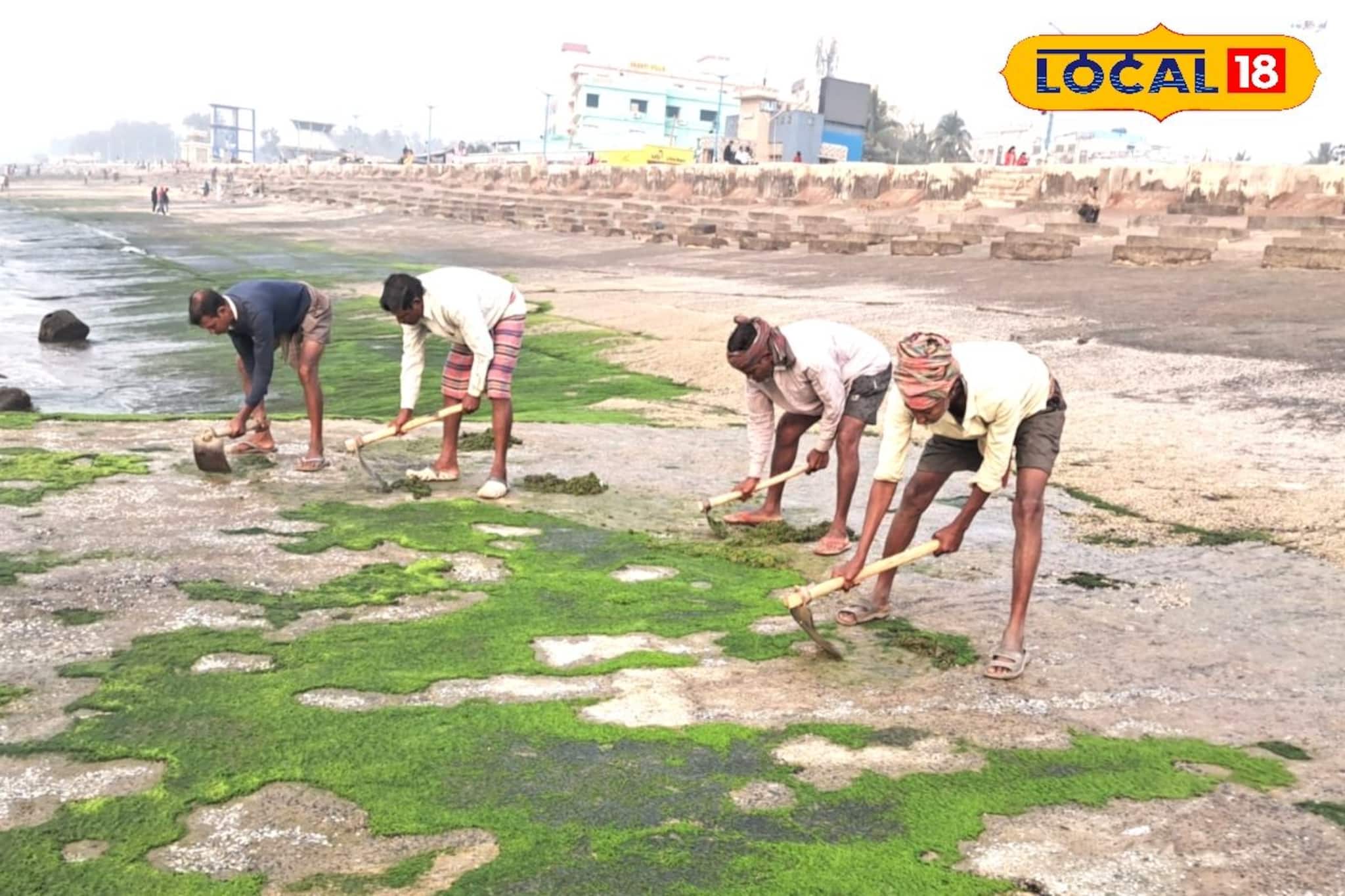 লোকাল-১৮-এর খবরের জের! শ্যাওলার সমস্যায় আর পড়তে হবে না পর্যটকদের, পরিষ্কারে নামল ডিএসডিএ