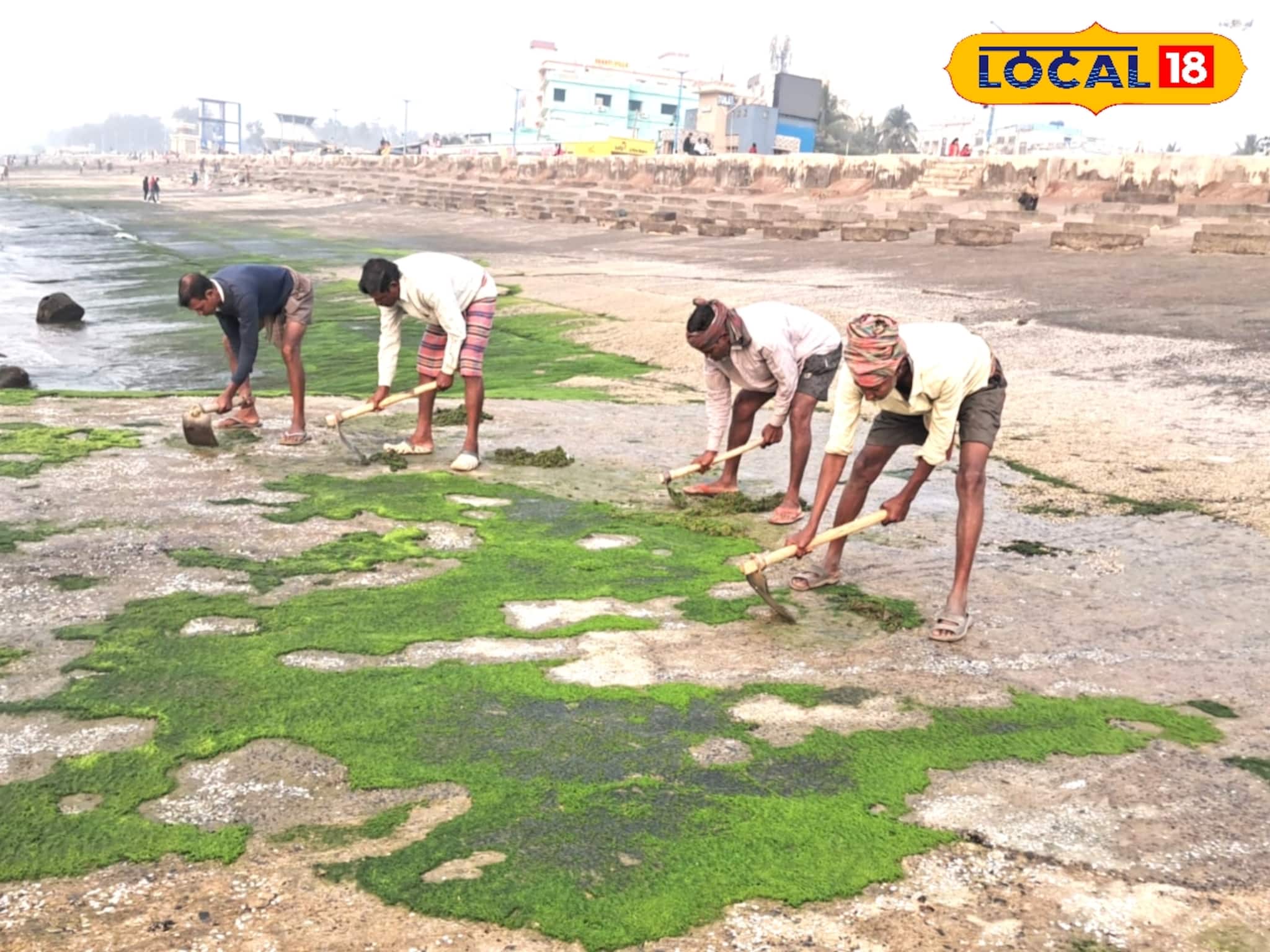 লোকাল-১৮-এর খবরের জের! শ্যাওলার সমস্যায় আর পড়তে হবে না পর্যটকদের, পরিষ্কারে নামল ডিএসডিএ