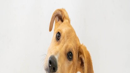 প্রতীকী ছবি প্রতীকী ছবি