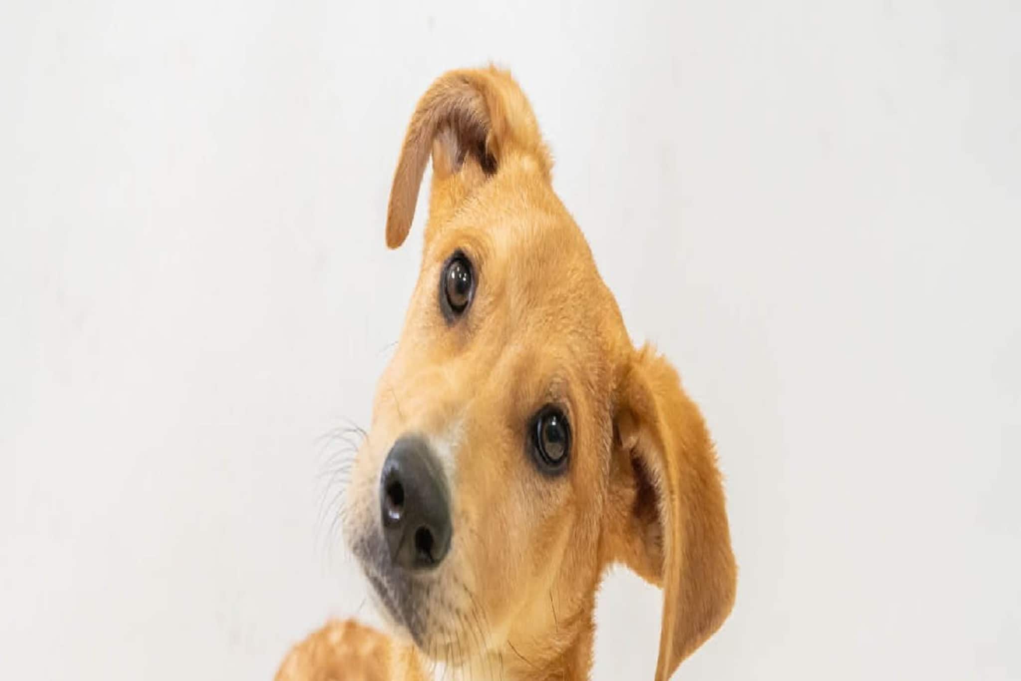 খেলনার শহরে পুজো পায় কুকুর, রয়েছে মন্দিরও! দেশের কোথায় হয় এমন? জানুন দারুণ এক লোককাহিনি