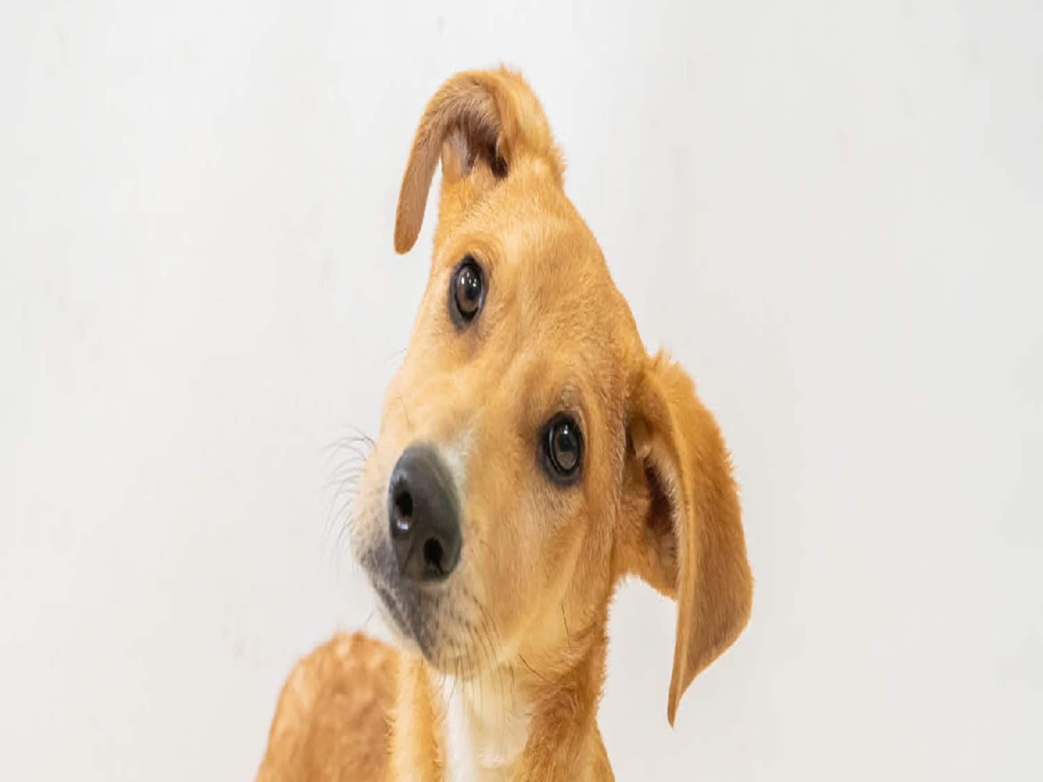 খেলনার শহরে পুজো পায় কুকুর, রয়েছে মন্দিরও! দেশের কোথায় হয় এমন? জানুন দারুণ এক লোককাহিনি