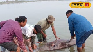 গাঙ্গেয় শুশুক 