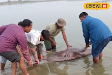 Gangetic Dolphin: ফের গঙ্গায় ভেসে উঠল অন্তঃসত্ত্বা ডলফিনের দেহ, কাটোয়ায় তোলপাড়! কেন বারবার টার্গেট, জানলে শিউড়ে উঠবেন