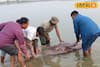 ফের গঙ্গায় ভেসে উঠল অন্তঃসত্ত্বা ডলফিনের দেহ, কাটোয়ায় তোলপাড়! পুরোটা জানলে শিউড়ে উঠবেন