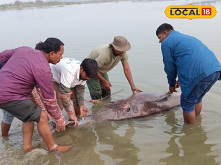গাঙ্গেয় শুশুক 