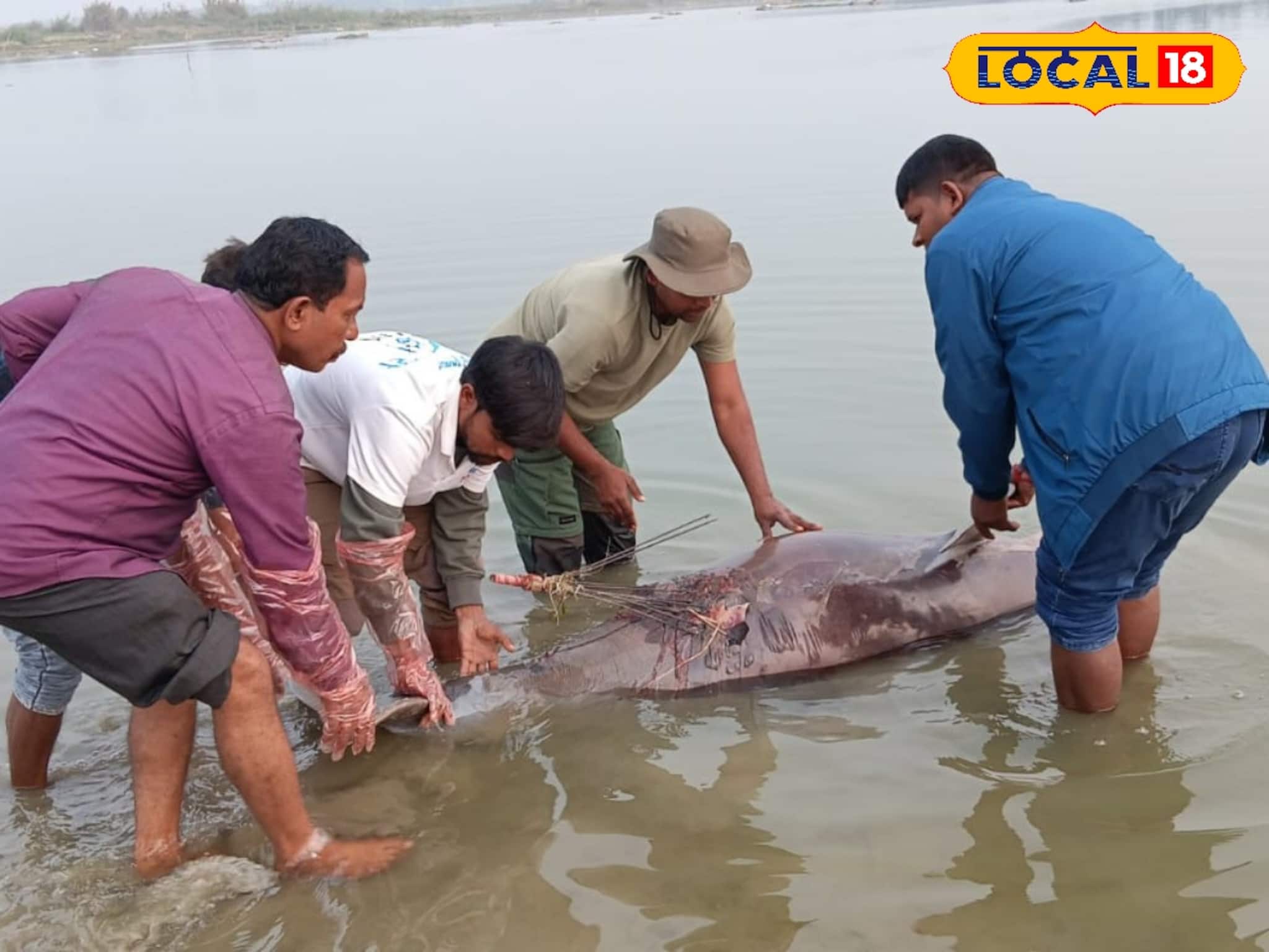 ফের গঙ্গায় ভেসে উঠল অন্তঃসত্ত্বা ডলফিনের দেহ, কাটোয়ায় তোলপাড়! পুরোটা জানলে শিউড়ে উঠবেন