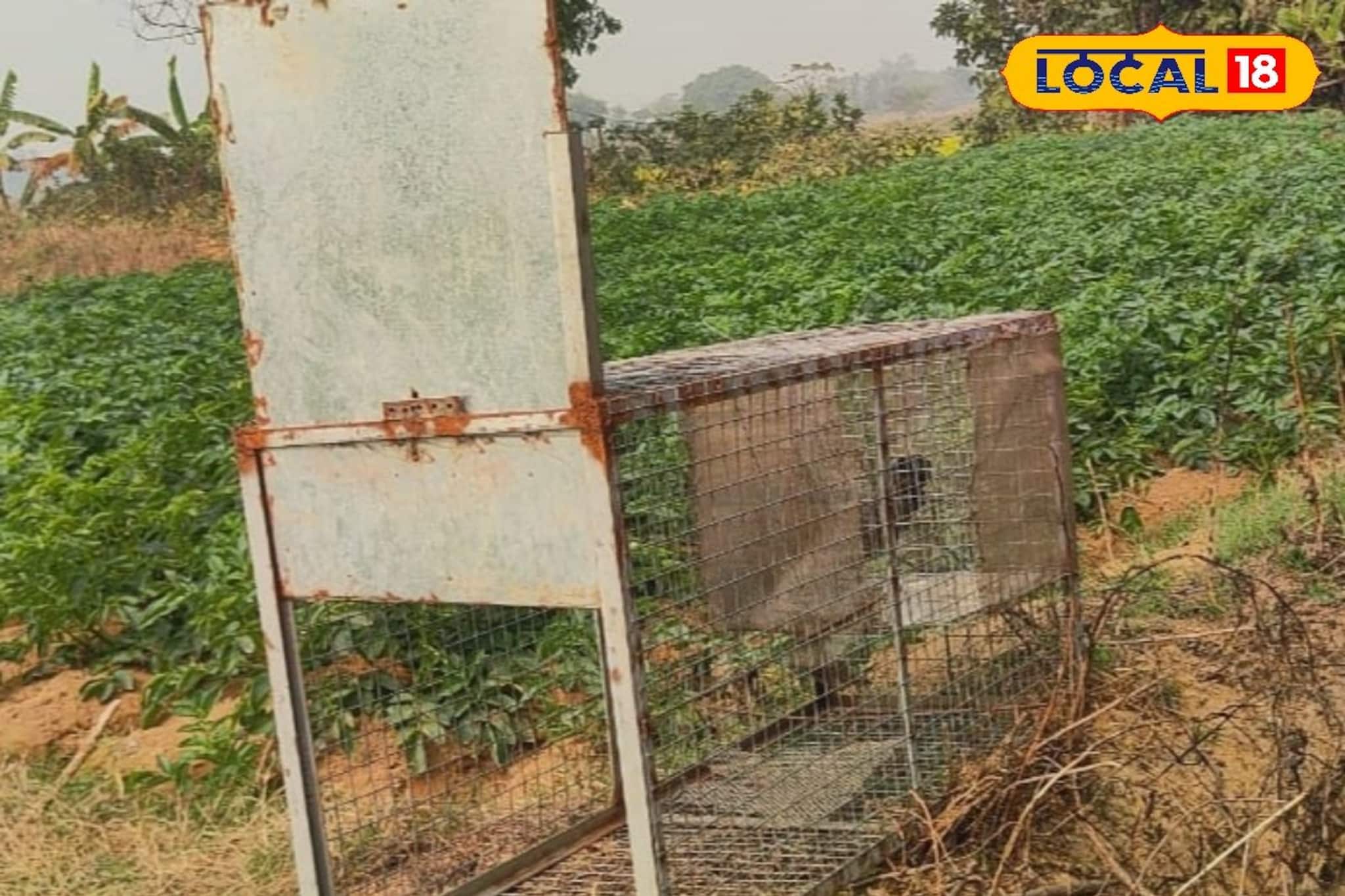 আলুক্ষেতে বড় শিকারের ছক, খাঁচায় ছটফট করছিল জ্যান্ত টোপ! প্ল্যান ভেস্তে দিল বন দফতর