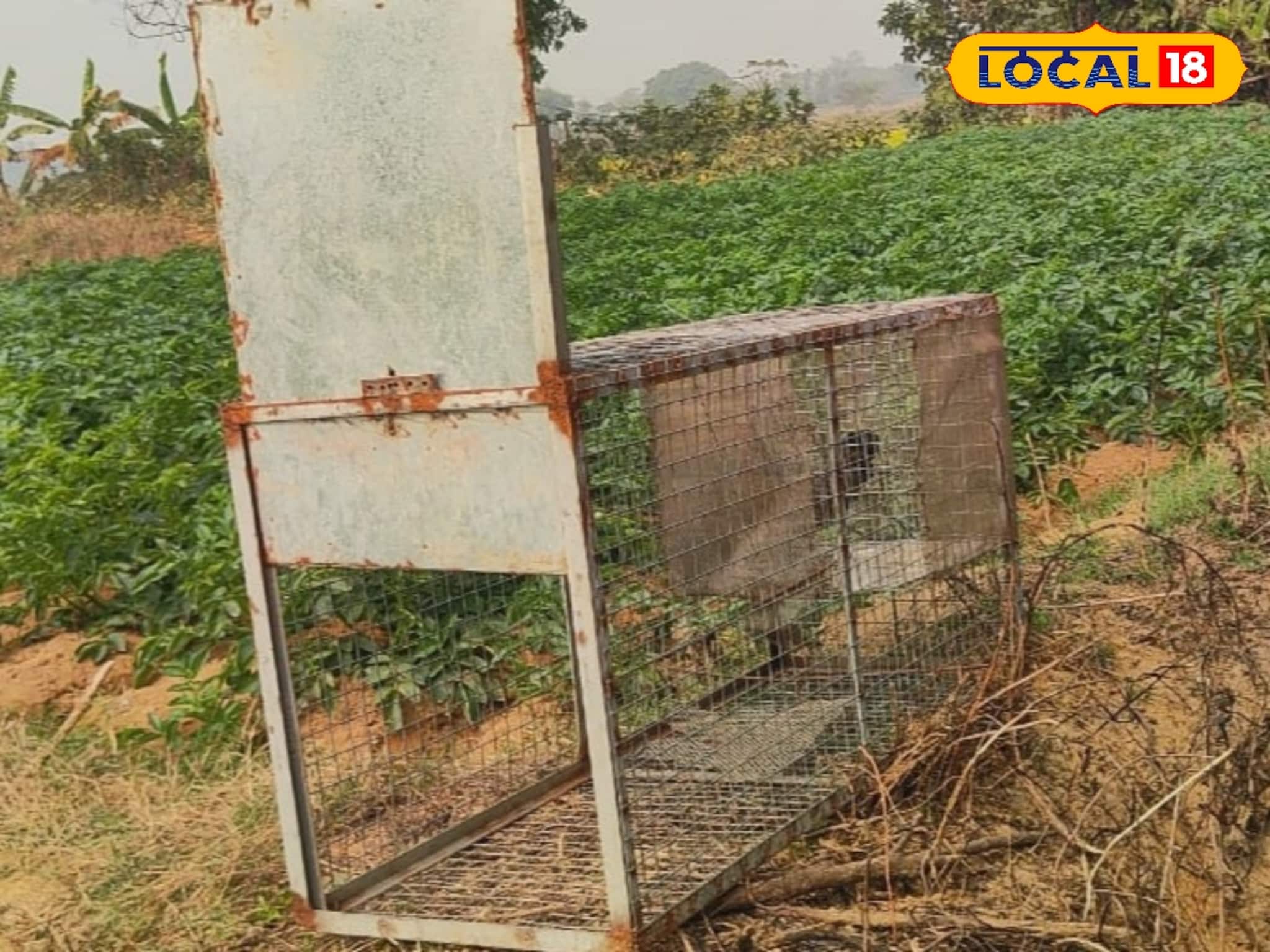 আলুক্ষেতে বড় শিকারের ছক, খাঁচায় ছটফট করছিল জ্যান্ত টোপ! প্ল্যান ভেস্তে দিল বন দফতর