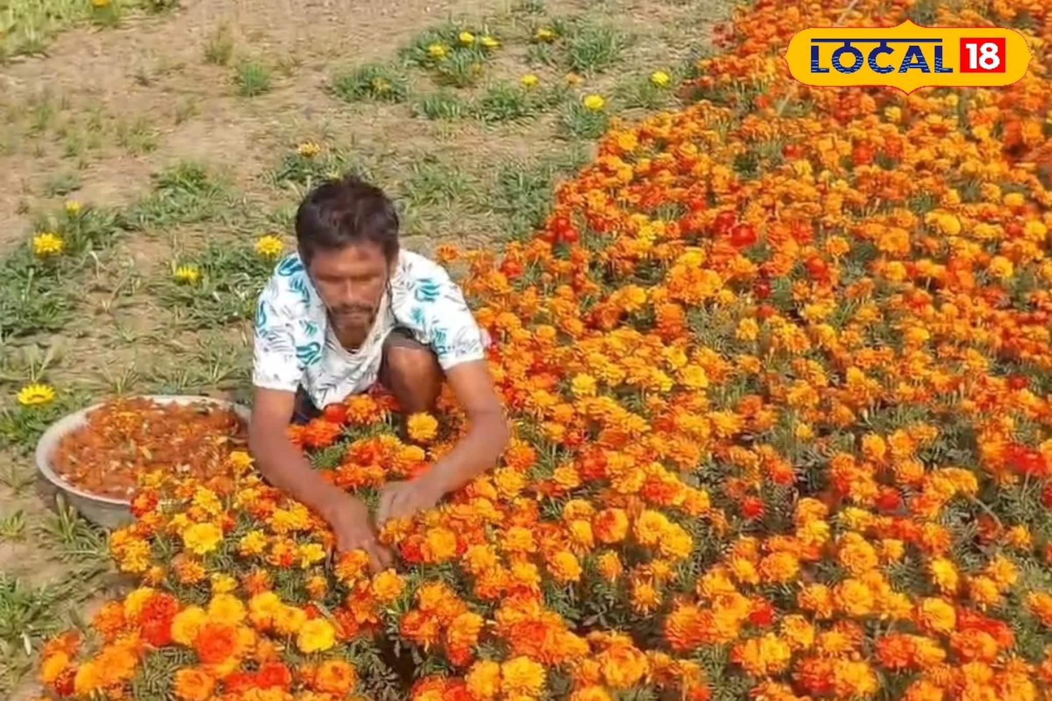 ক্রেতাশূন্য বাজারে ধাক্কা! পূর্বস্থলীতে জমিতেই নষ্ট হচ্ছে ফুলের চারা, লোকসানের মুখে চাষিরা