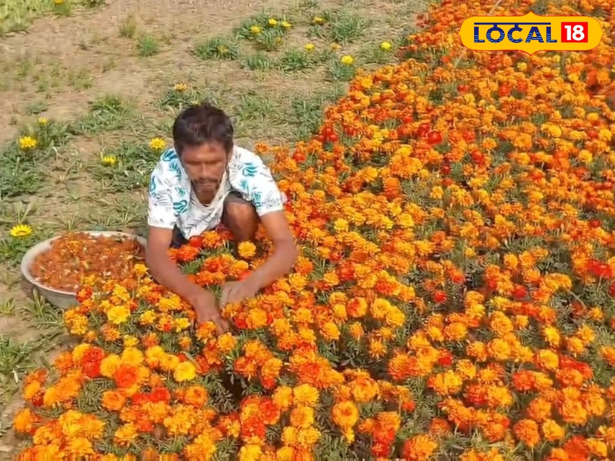 ক্রেতাশূন্য বাজারে ধাক্কা! পূর্বস্থলীতে জমিতেই নষ্ট হচ্ছে ফুলের চারা, লোকসানের মুখে চাষিরা