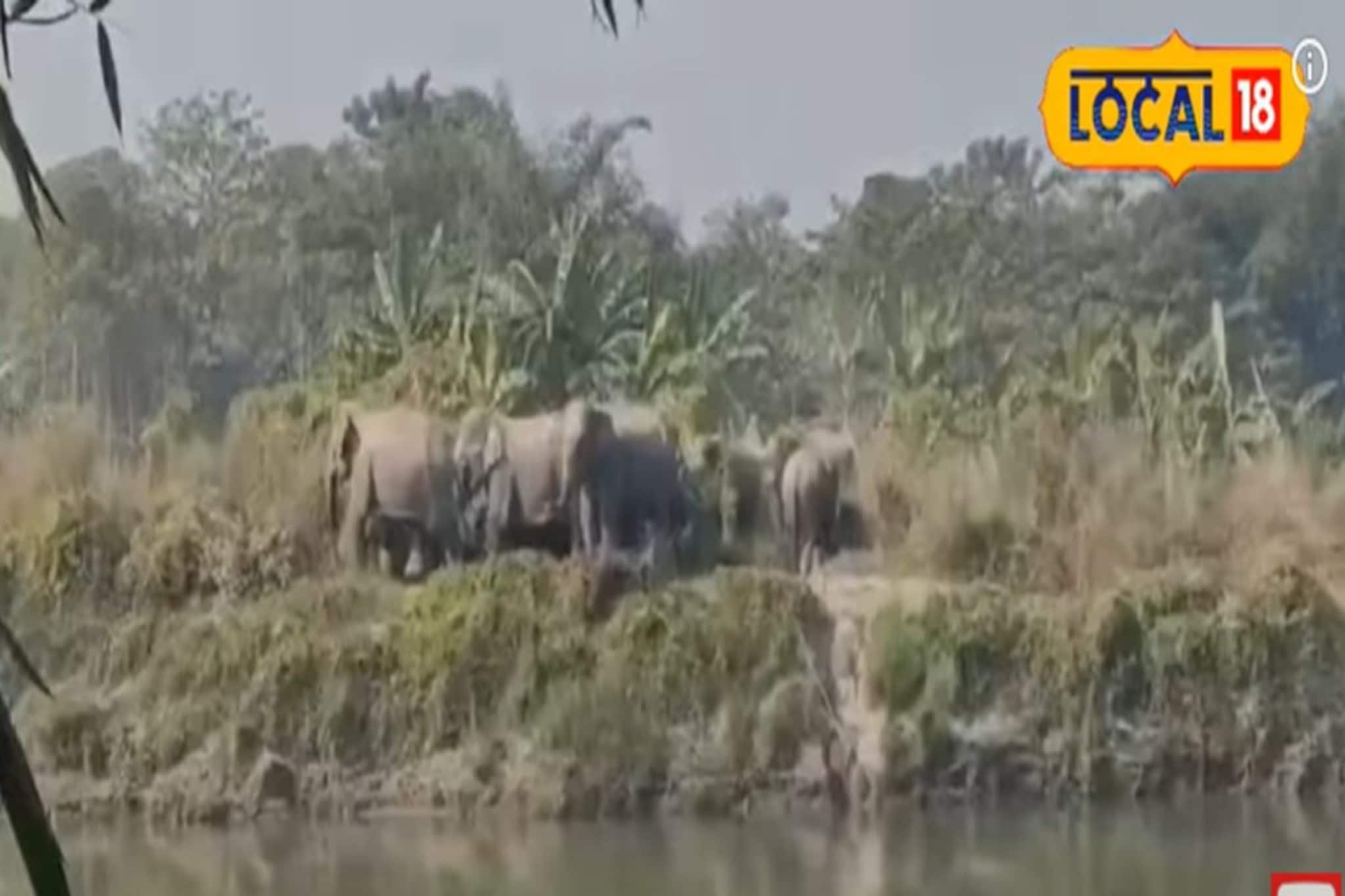 জলদাপাড়া জঙ্গল থেকে বেরিয়ে ২ জেলা ঘুরে এল হাতির দল, দেখুন