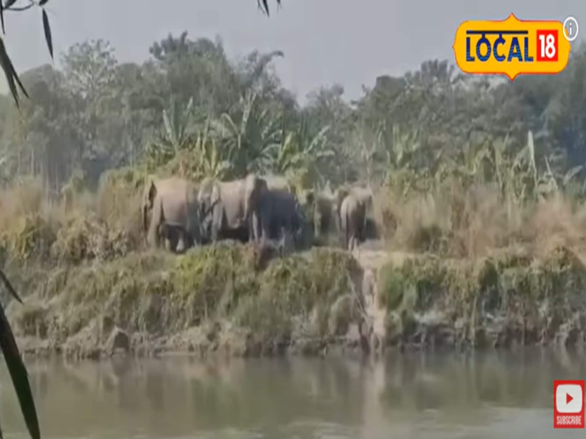 জলদাপাড়া জঙ্গল থেকে বেরিয়ে ২ জেলা ঘুরে এল হাতির দল, দেখুন