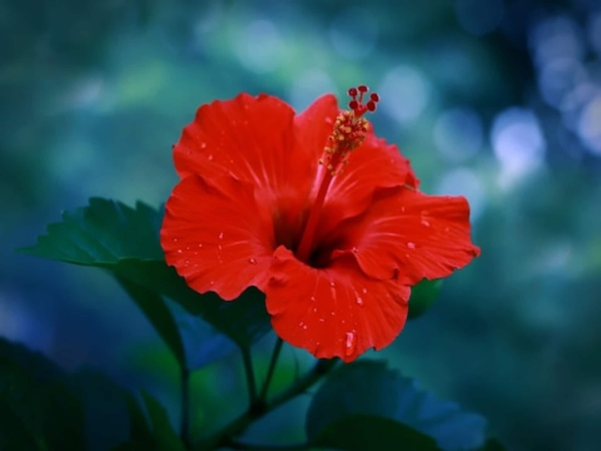 বাড়িতে জবা ফুল গাছ থাকলে কি করতে হয় জানেন তো? না হলেই অভাব ছাড়বে না!