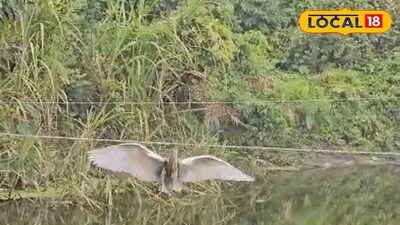 খাবারের খোঁজে প্রাণ যাচ্ছে পাখিদের।