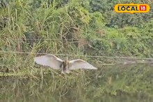 Howrah News: মাছ খেতে গিয়েই মরণফাঁদ! চাষিদের বিছানো জালে আটকে ছটফট করছে অবলা প্রাণ, করুণ দশা বক-মাছরাঙাদের