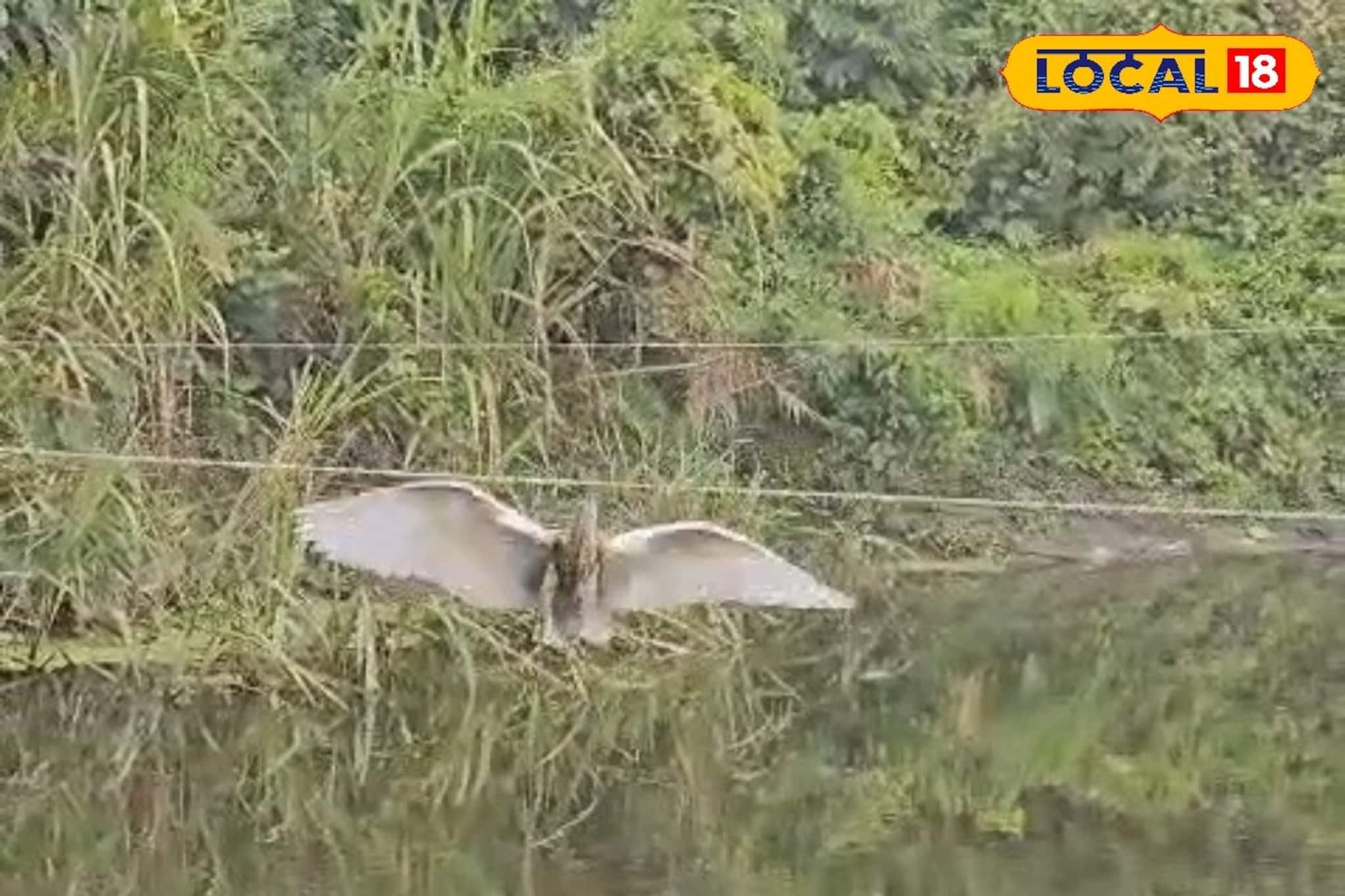 মাছ চাষিদের বিছানো জালে আটকে ছটফট করছে অবলা প্রাণ, করুণ দশা বক-মাছরাঙাদের