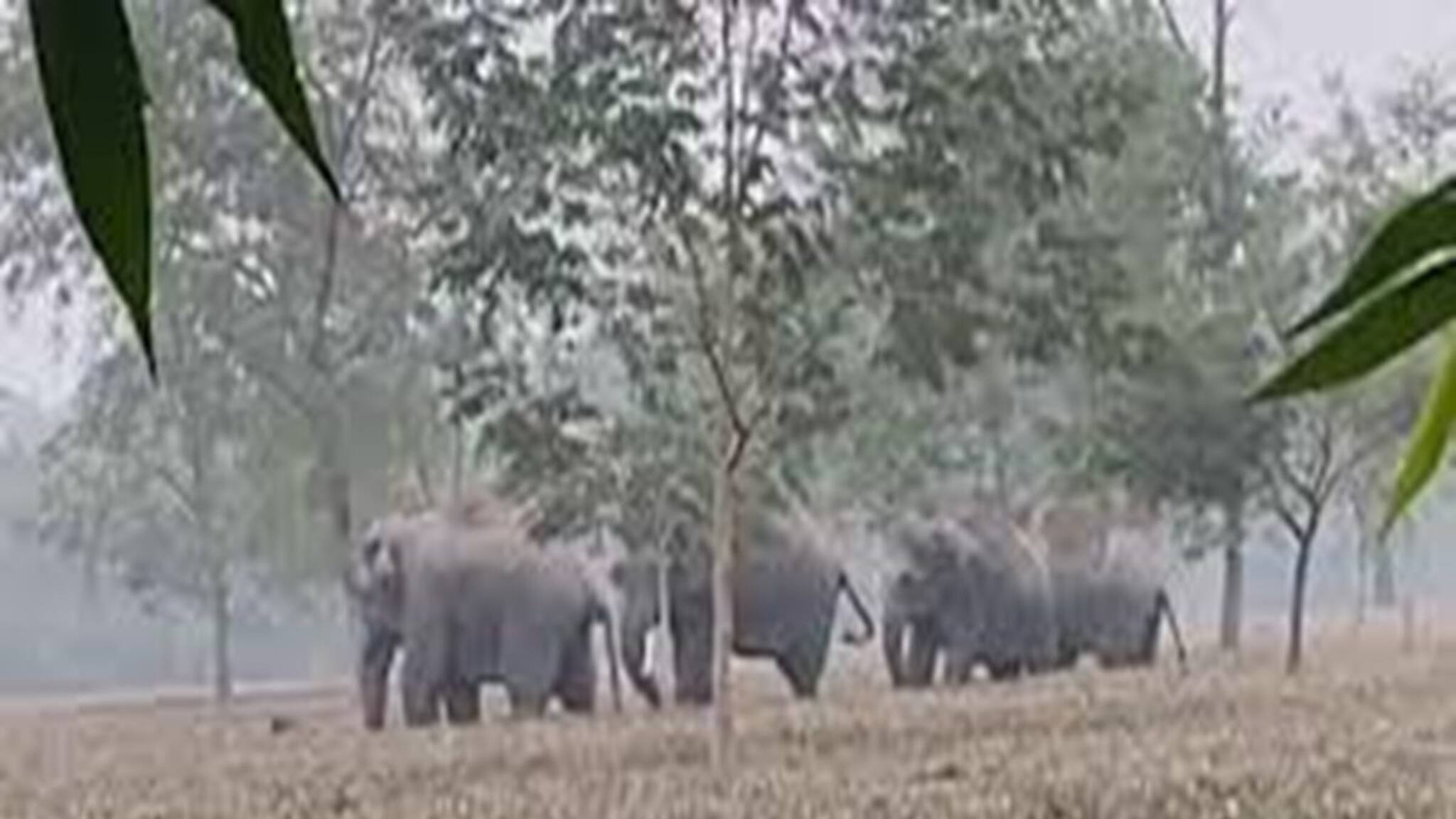 North Bengal News: হলদিবাড়ি চা বাগানে হাতির হামলা, ভয়াবহ পরিণতি হল চার মহিলা শ্রমিকের!