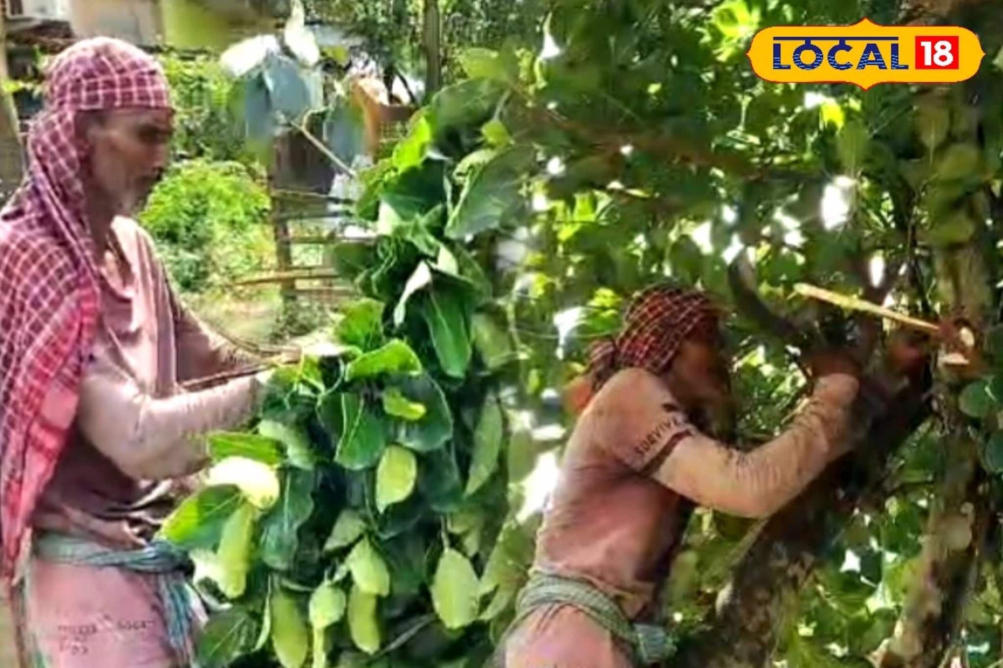 কাঁঠাল নয়, পাতা বেচেই কপাল ফিরল আনোয়ার আলির! অভিনব ‘বিজনেস আইডিয়া’ তাক লাগাচ্ছে জেলায়