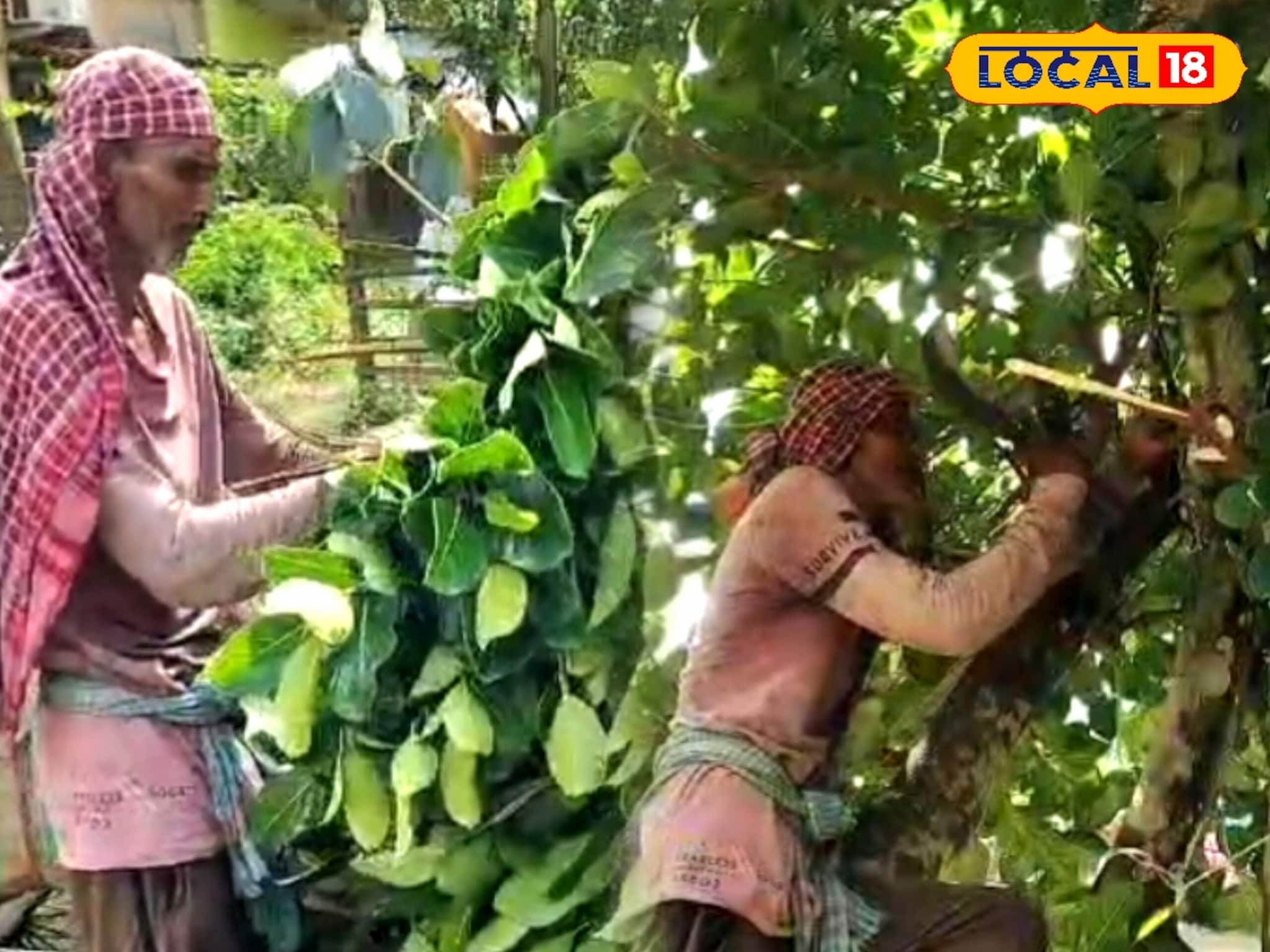 কাঁঠাল নয়, পাতা বেচেই কপাল ফিরল আনোয়ার আলির! অভিনব ‘বিজনেস আইডিয়া’ তাক লাগাচ্ছে জেলায় কাঁঠাল নয়, পাতা বেচেই কপাল ফিরল আনোয়ার আলির! অভিনব ‘বিজনেস আইডিয়া’ তাক লাগাচ্ছে জেলায়