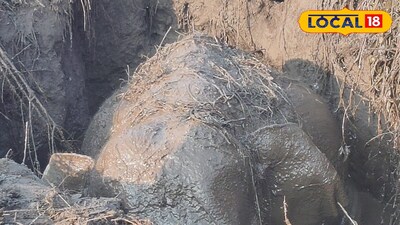 কুয়োয় আটকে হস্তিশাবক