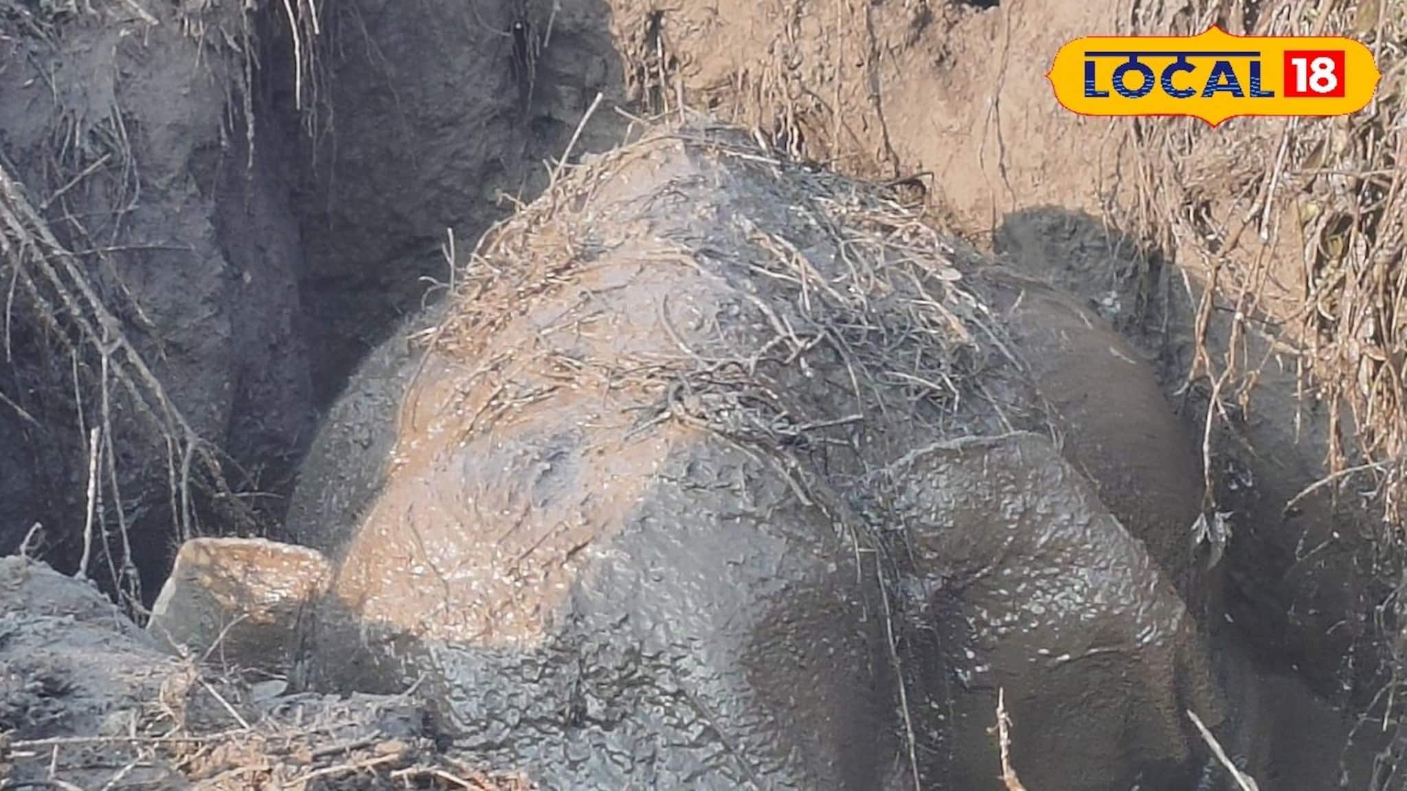 Elephant Rescue: গভীর কুয়োয় আটকে হস্তিশাবক, দুই গজরাজের কান ফাটানো চিৎকার! জেসিবি দিয়ে খুদেকে উদ্ধার করল বন দফতর