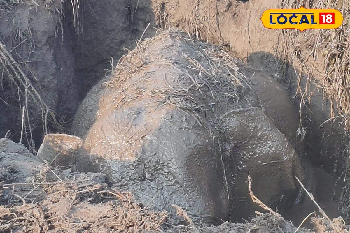 কুয়োয় আটকে হস্তিশাবক, দুই গজরাজের কান ফাটানো চিৎকার! মরণফাঁদ থেকে ফিরল খুদে