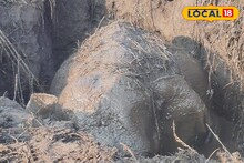 Elephant Rescue: গভীর কুয়োয় আটকে হস্তিশাবক, দুই গজরাজের কান ফাটানো চিৎকার! জেসিবি দিয়ে খুদেকে উদ্ধার করল বন দফতর