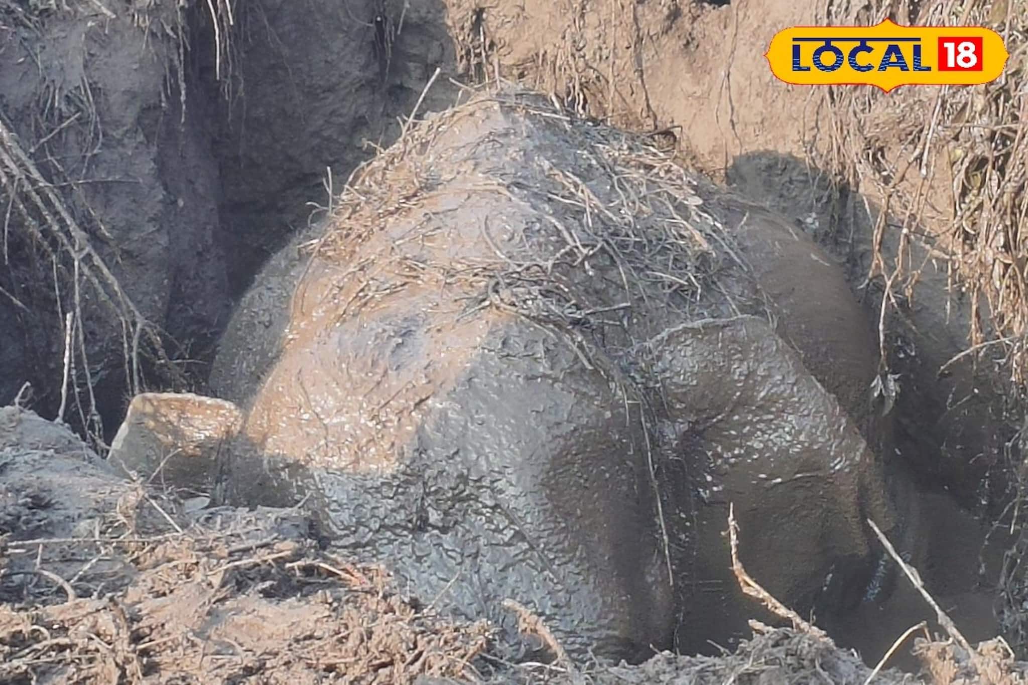 কুয়োয় আটকে হস্তিশাবক, দুই গজরাজের কান ফাটানো চিৎকার! মরণফাঁদ থেকে ফিরল খুদে