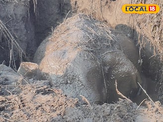 কুয়োয় আটকে হস্তিশাবক, দুই গজরাজের কান ফাটানো চিৎকার! মরণফাঁদ থেকে ফিরল খুদে