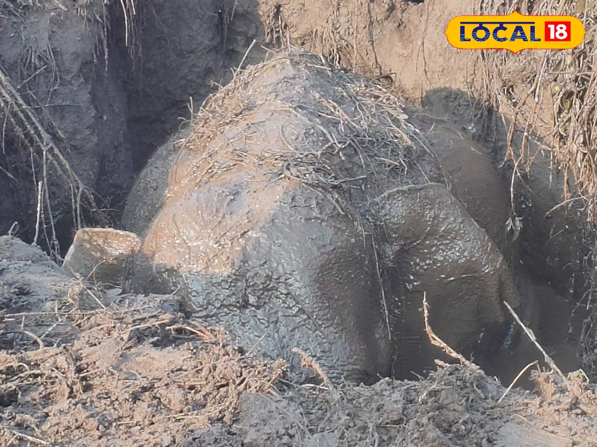 কুয়োয় আটকে হস্তিশাবক, দুই গজরাজের কান ফাটানো চিৎকার! মরণফাঁদ থেকে ফিরল খুদে