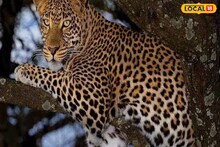 Jalpaiguri News: ফের নাগেশ্বরী চা বাগানে উদ্ধার লেপার্ড, এবার আহত অবস্থায়! পরপর একই ঘটনায় ঘুম উড়ল বন দফতরের